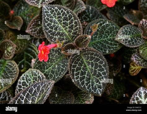 fireviolet|Episcia cupreata